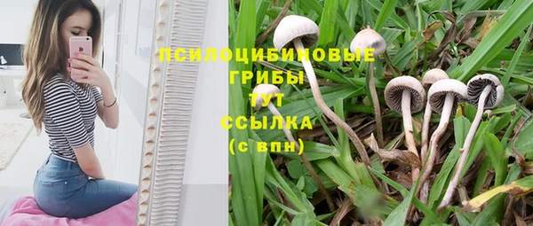 ПСИЛОЦИБИНОВЫЕ ГРИБЫ Покровск